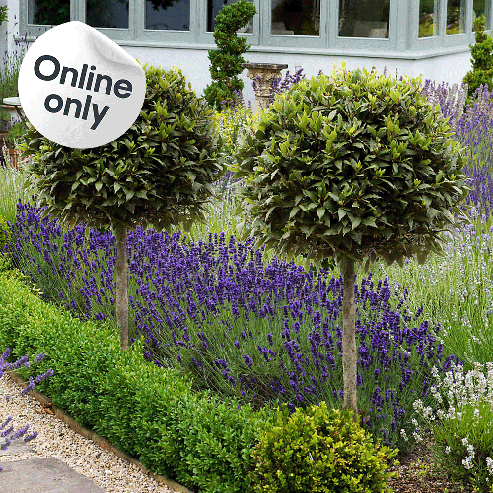 Shop Up to 15% off selected gardening. Includes Pair of Bay Trees Sold & shipped by Yougarden. Terms & conditions apply, see the *Promotional terms & conditions at the end of the page.